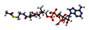 The carbon chains of fatty acids are converted to acetyl CoA via Beta-oxidation