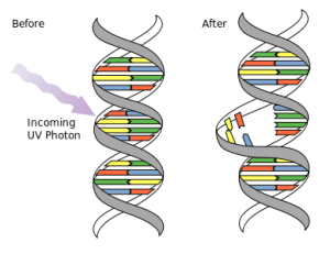 DNA_UV_mutation_svg