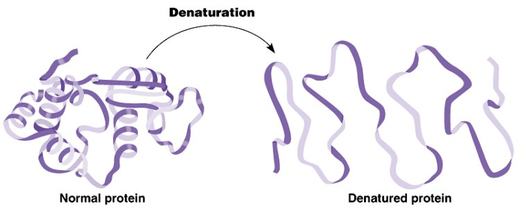 Protein denaturation