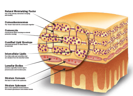 The stratum corneum and select structures