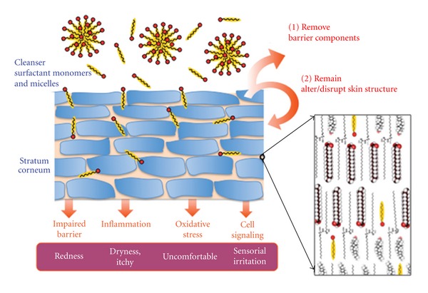 The bubbles are the micelles, and the small slivers are the monomers.